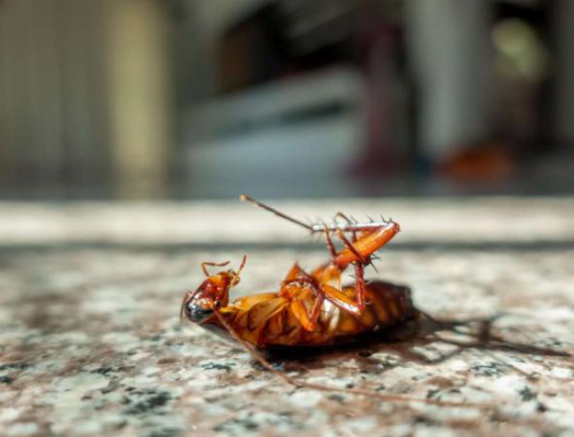 Por que devo dedetizar minha residência? E quais as principais pragas?