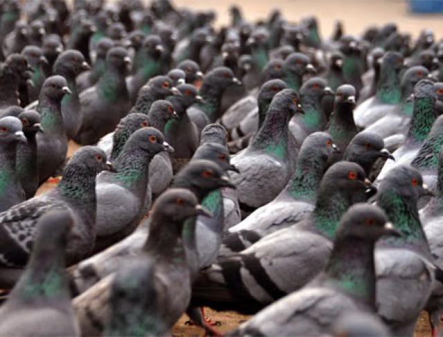 Dedetização de Pombos urbanos
