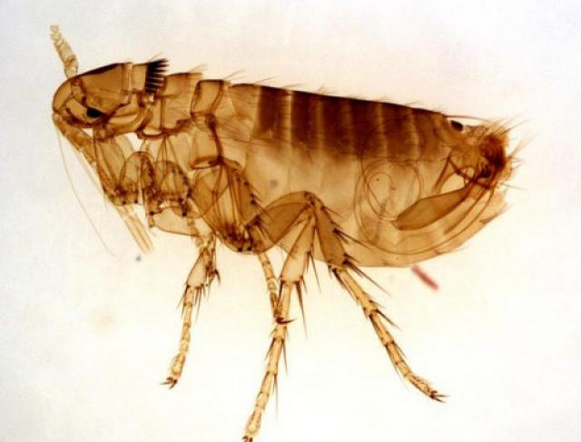 Dedetização de Pulgas