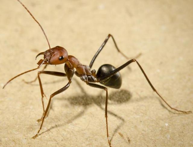 Dedetização de Formigas