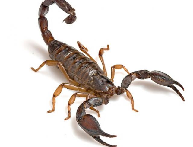 Dedetização de Escorpiões